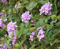 Trailing Lantana 