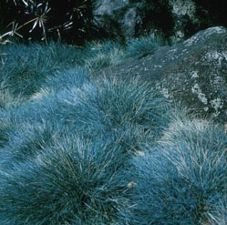 Blue fescue