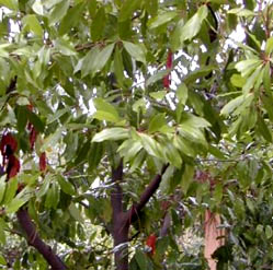 Carolina Laurel Cherry