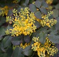 Creeping mahonia