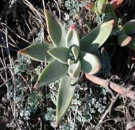 Dudleya