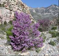 Western Redbud