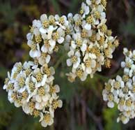 Yarrow