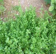 Coyote bush