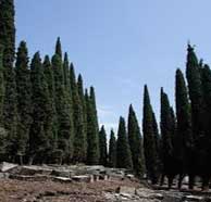 Italian cypress