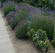 English Lavender