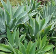 Foxtail agave