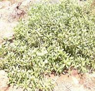 Myoporum