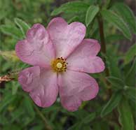 Pink Rockrose