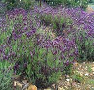 Spanish lavender